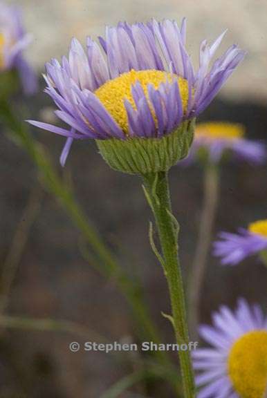 erigeron foliosus var hartwegii 3 graphic